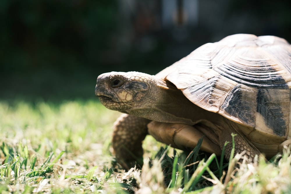 a close up of a turtle in the grass