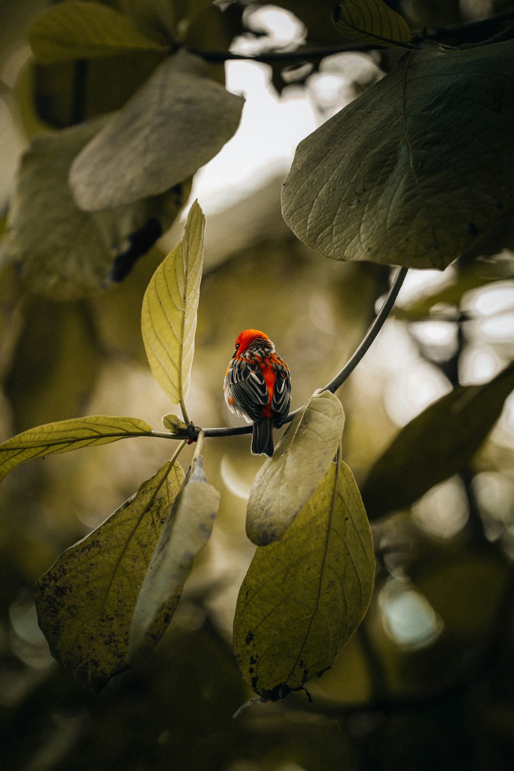 a small red and black bird sitting on a branch