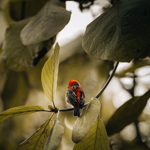 a small red and black bird sitting on a branch