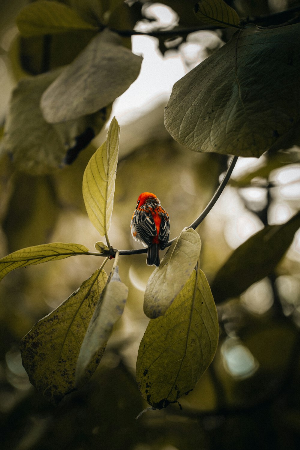 um pequeno pássaro vermelho e preto sentado em um galho