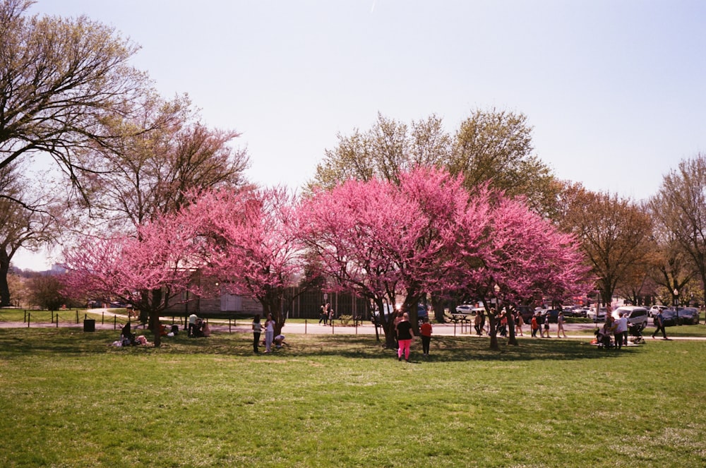 a group of people sitting under pink trees