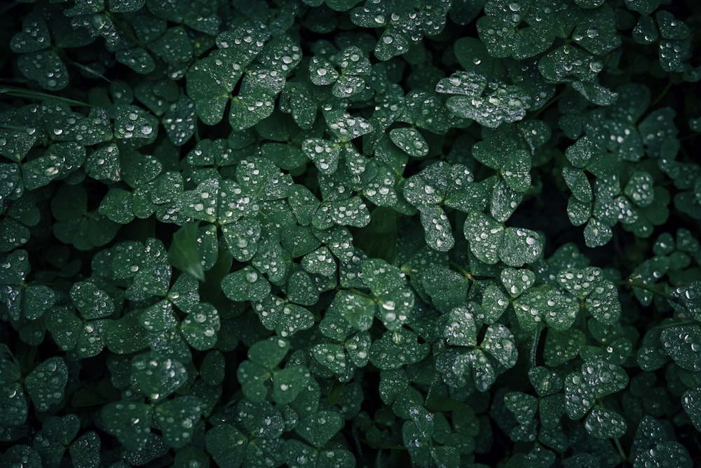 a group of green leaves covered in water droplets