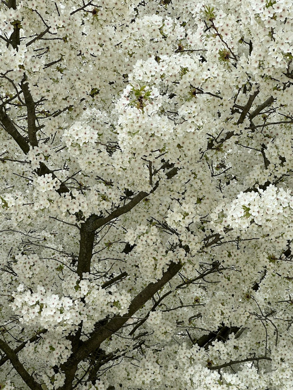 a large tree with white flowers in a park
