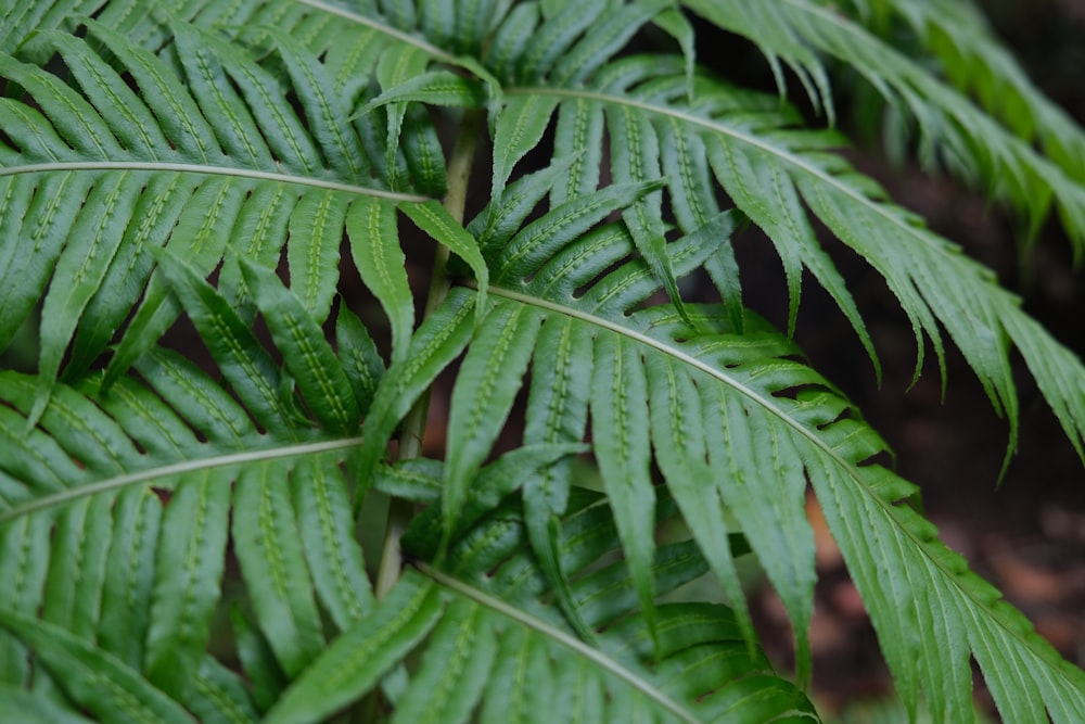 a close up of a green leafy plant