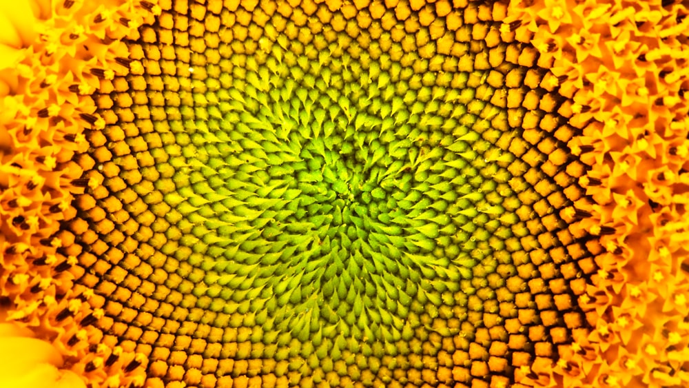 a close up view of a sunflower's petals