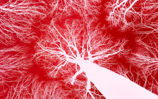 a red and white photo of trees with no leaves