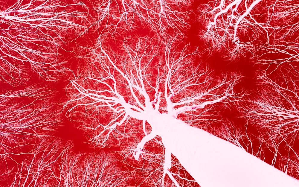 a red and white photo of trees with no leaves