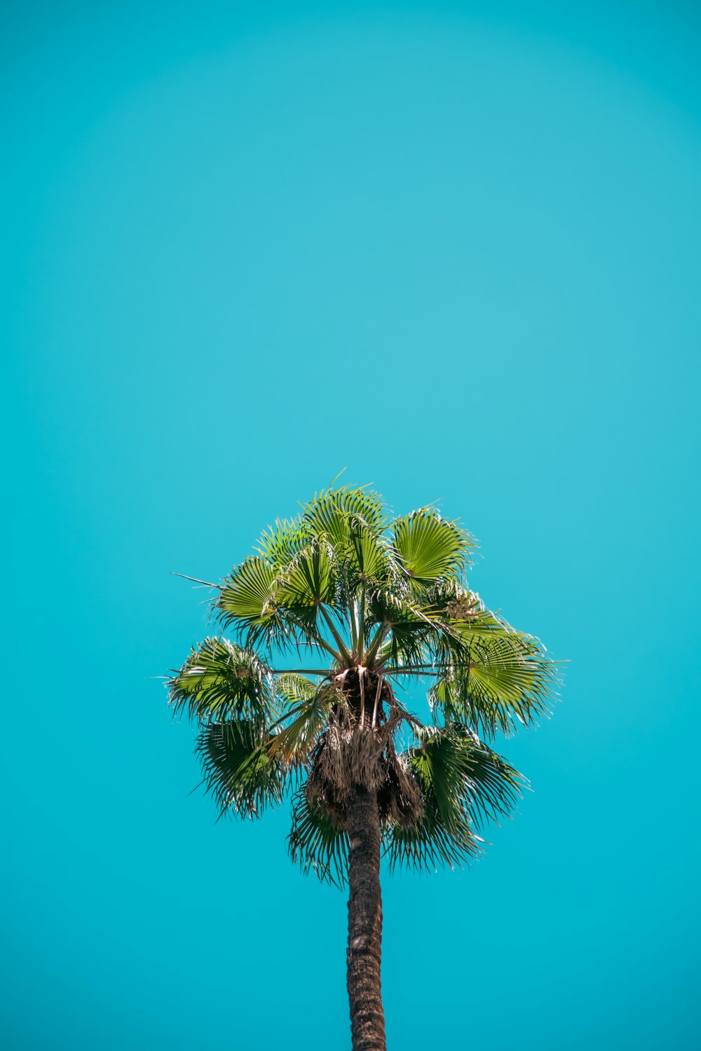 a palm tree with a blue sky in the background