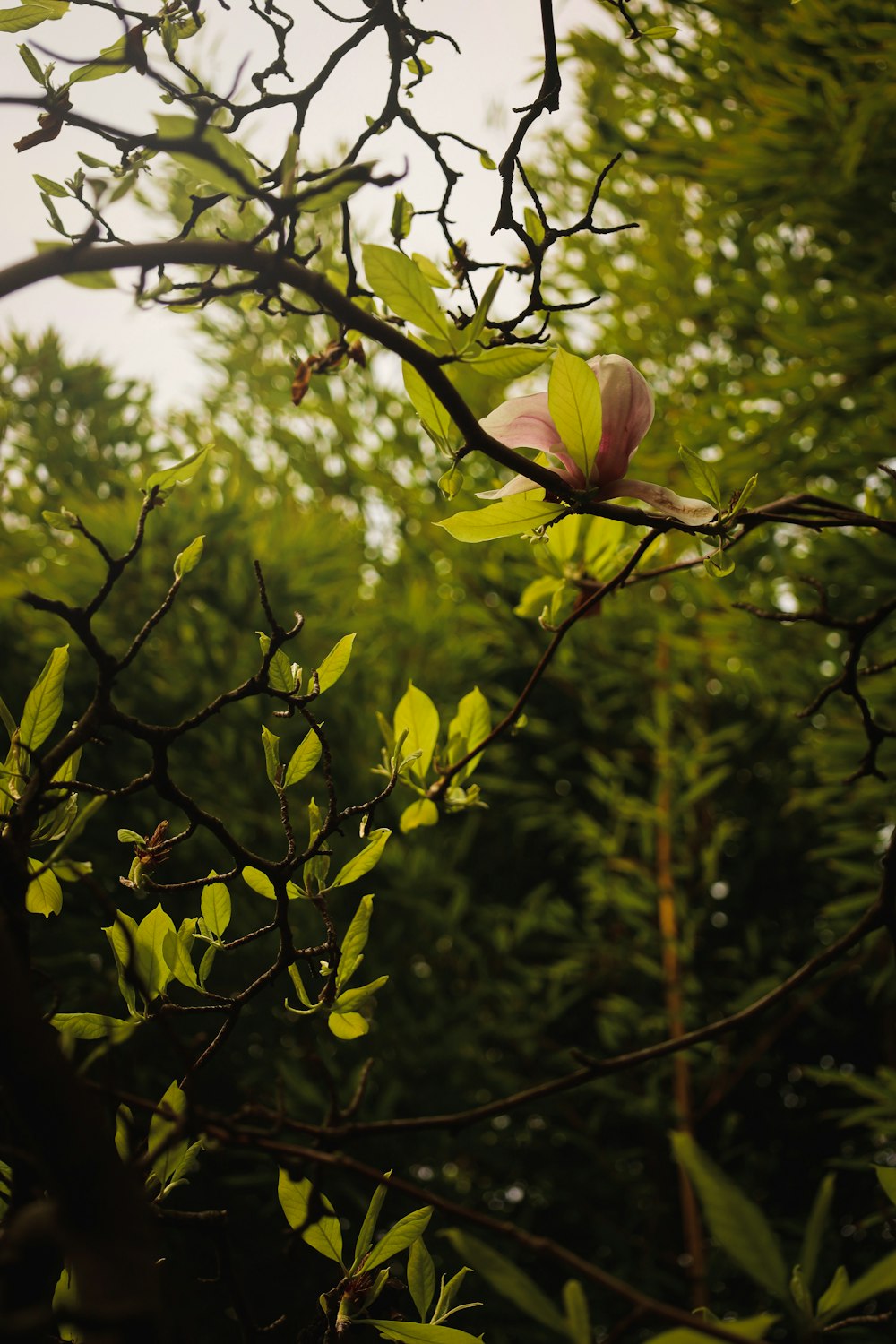 a tree branch with a flower on it