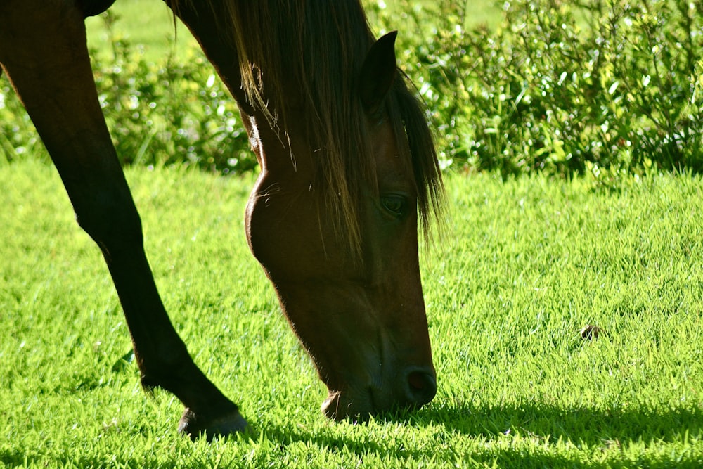 a brown horse grazing on a lush green field