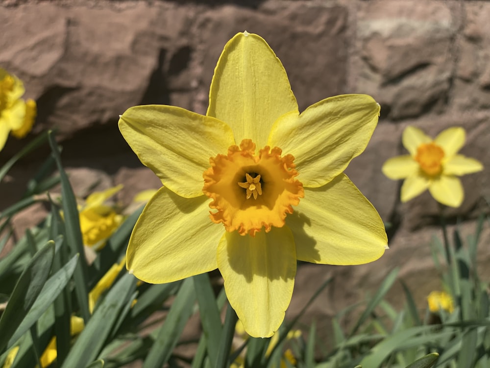 a close up of a flower near a rock wall