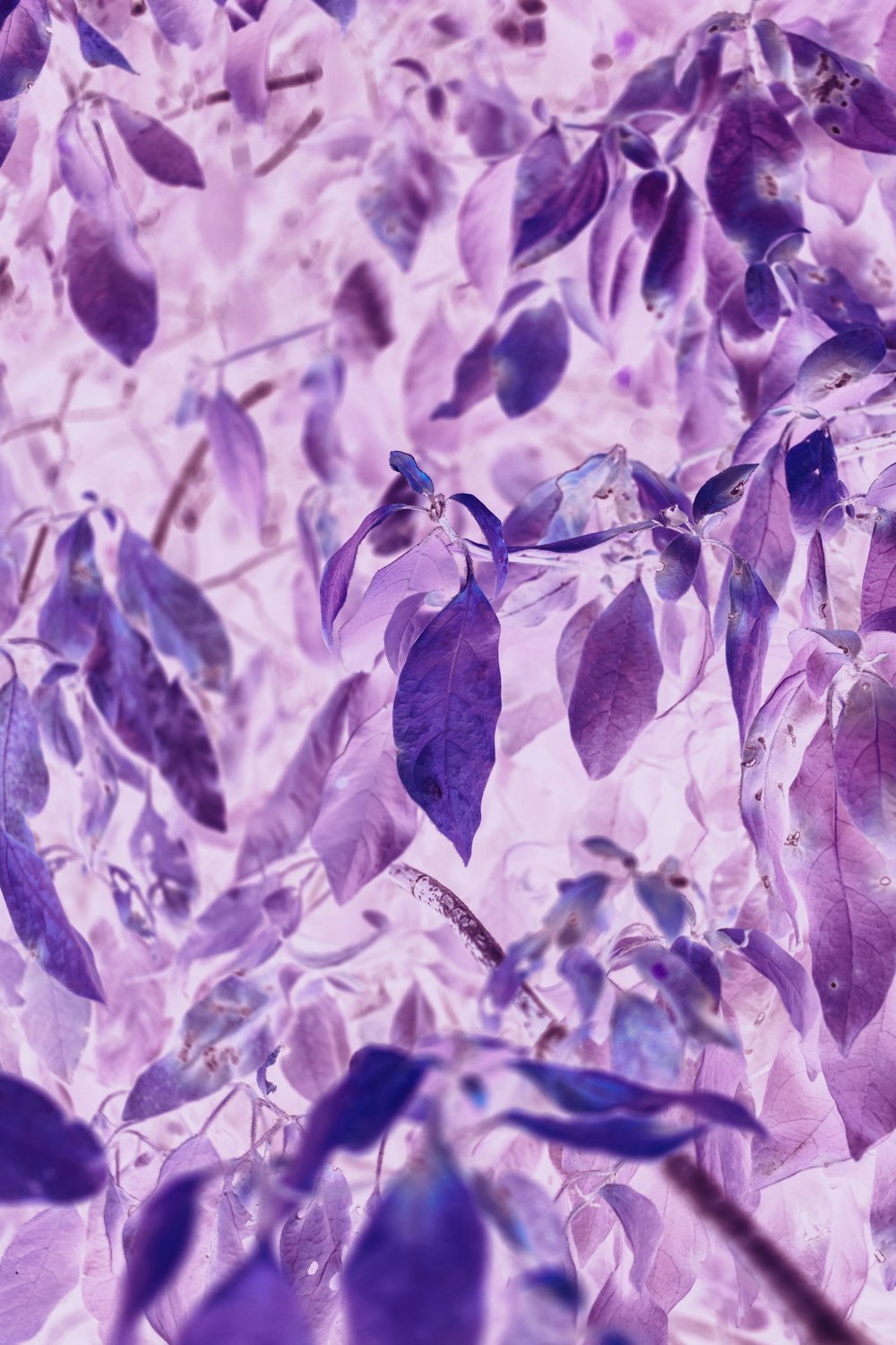 a bunch of purple leaves on a tree