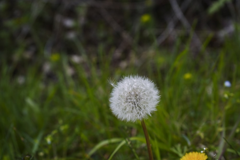 a dandelion in the middle of a field of grass