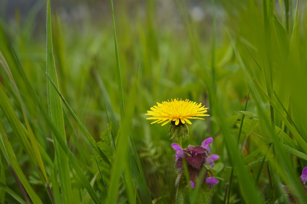 a single yellow dandelion in a grassy field