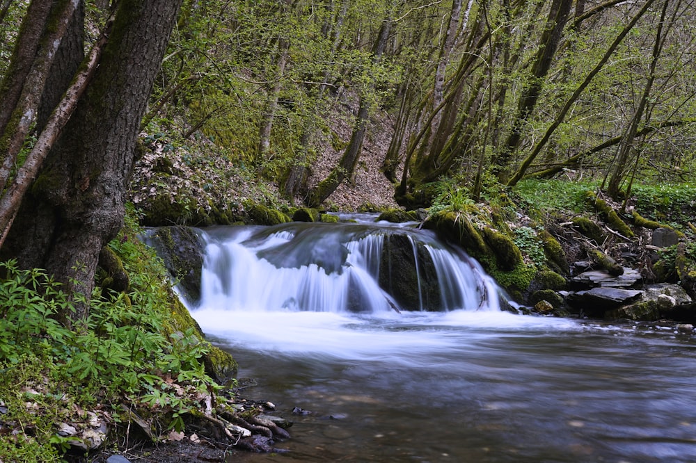 a stream running through a lush green forest