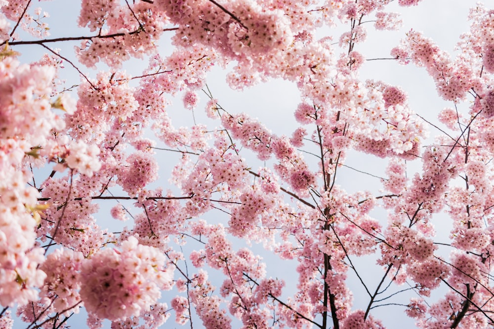 a bunch of pink flowers on a tree