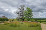 a large tree in a lush green field