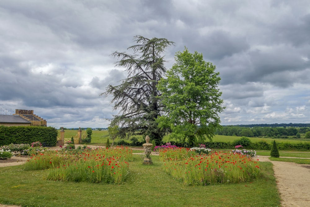 Un grande albero in un campo verde lussureggiante