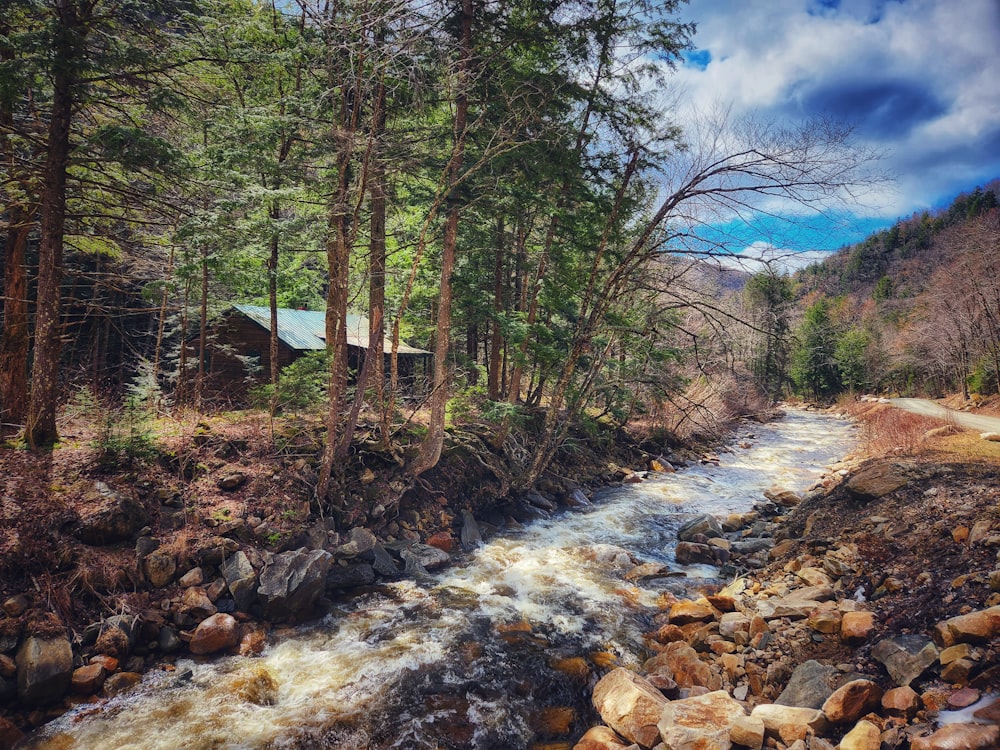 a river running through a forest filled with lots of rocks