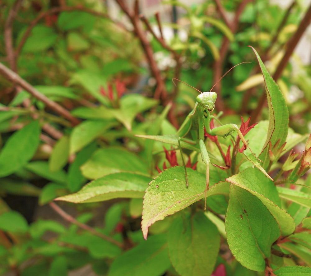 a close up of a green insect on a leafy plant