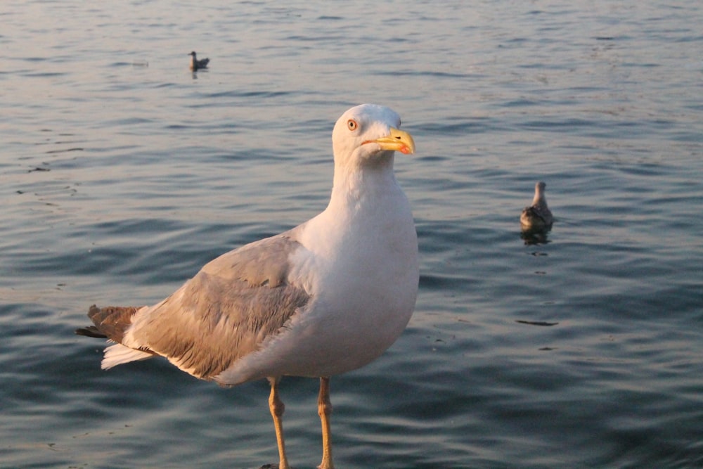 a seagull standing on a rock in the water