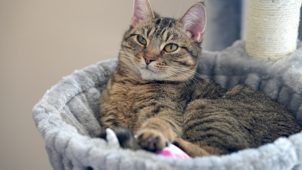 a cat is laying down in a cat bed