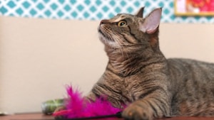 FeatherPlay Cat Toy