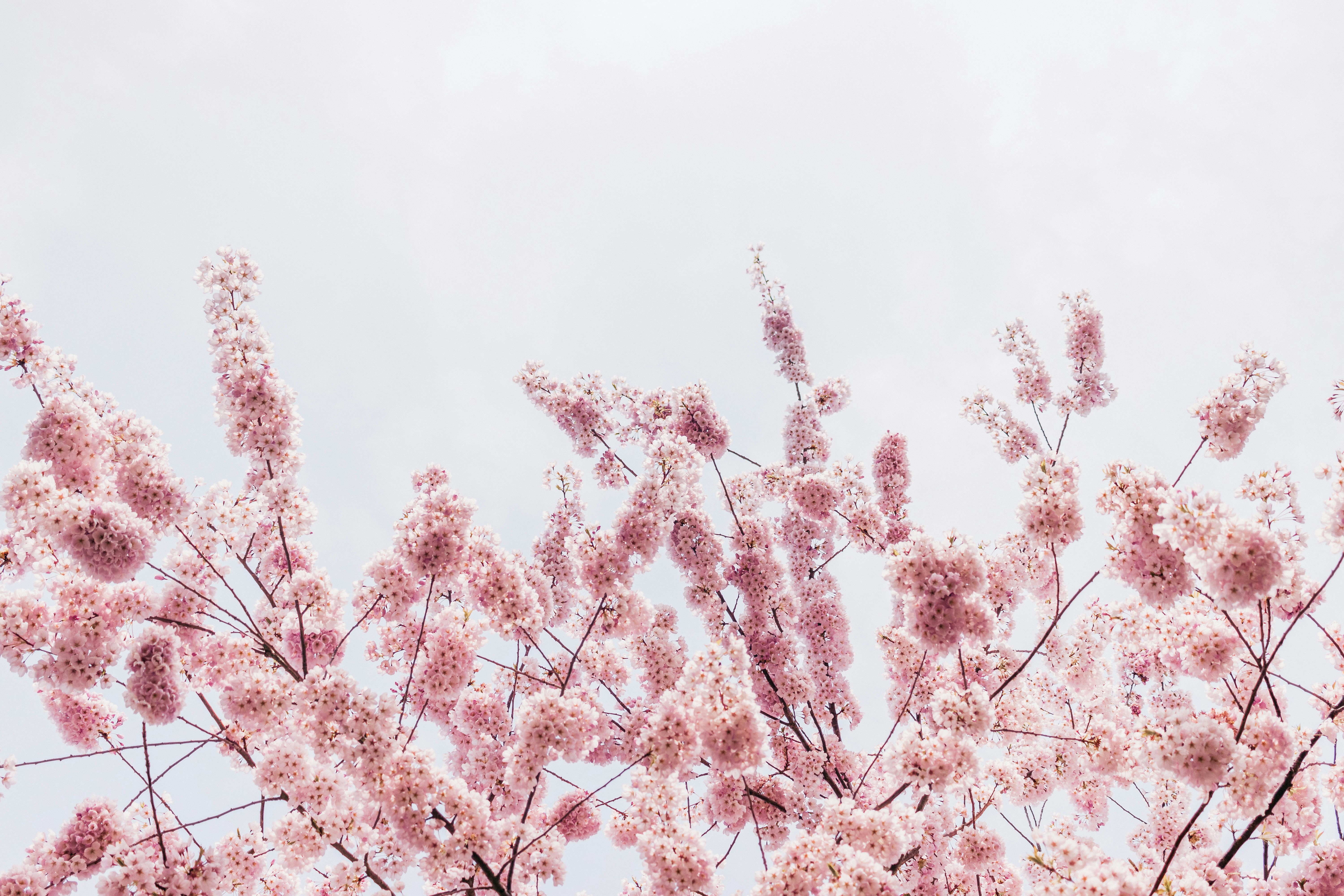 a tree with lots of pink flowers on it