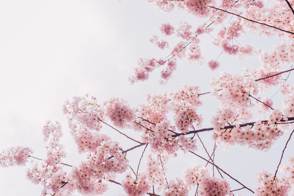 pink flowers are blooming on the branches of a tree