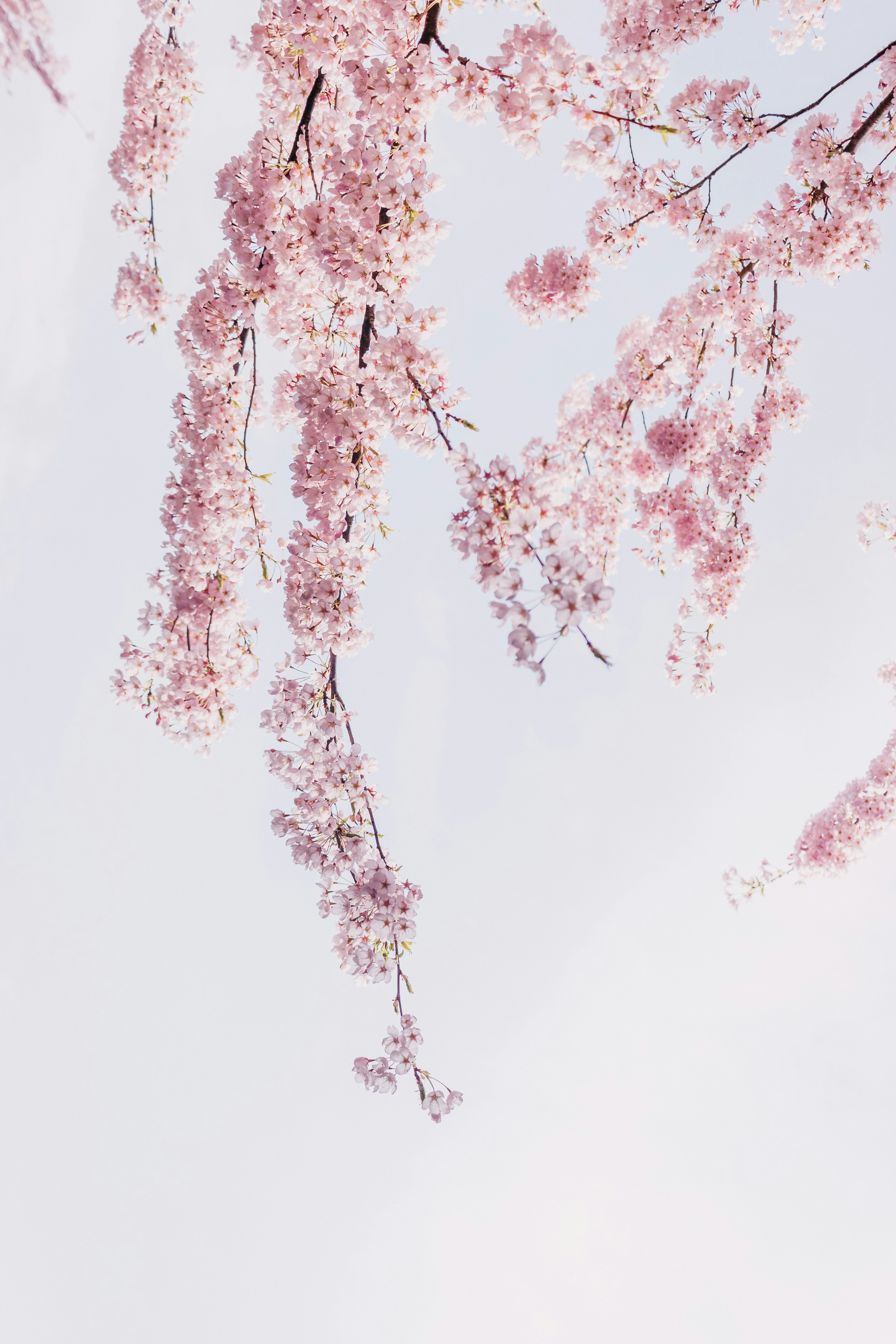 a tree with lots of pink flowers on it