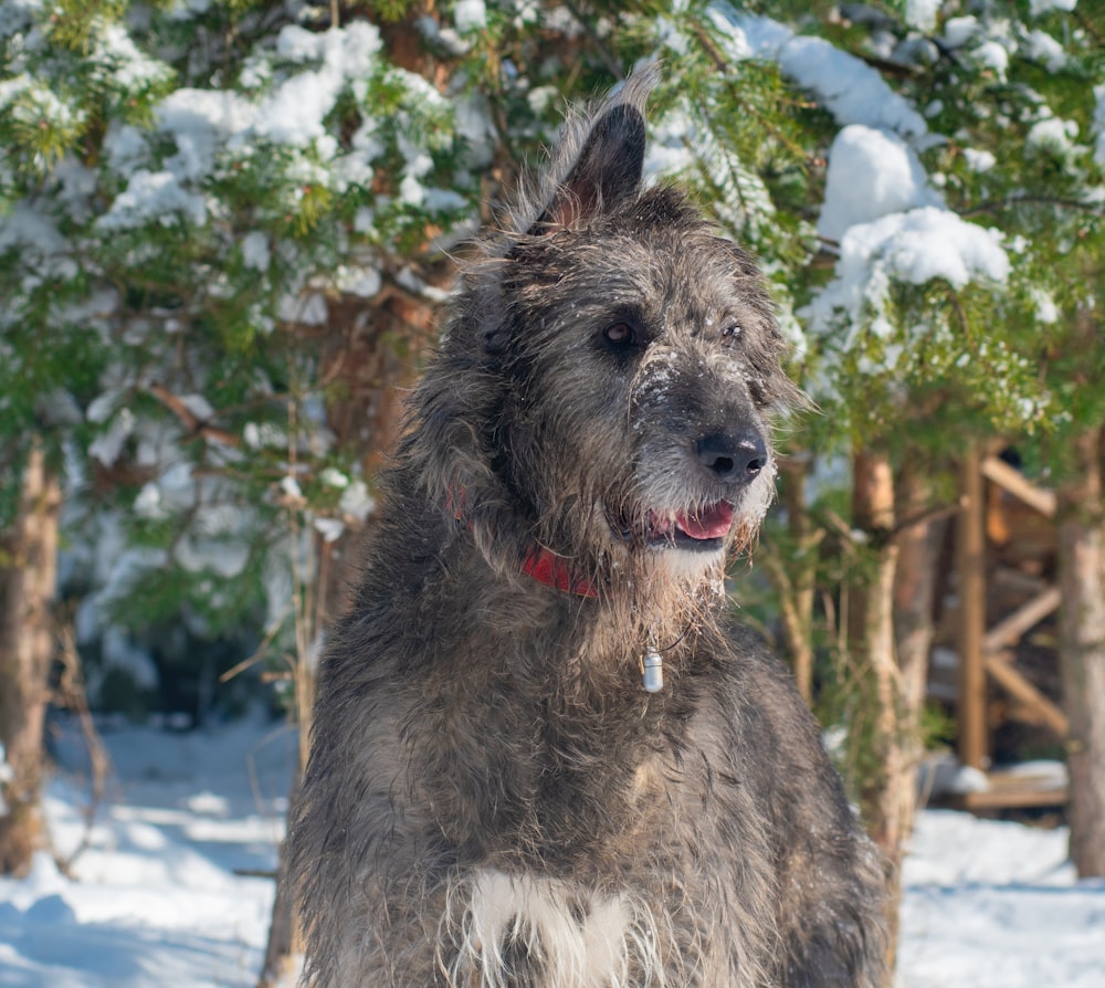 um cão que está de pé na neve