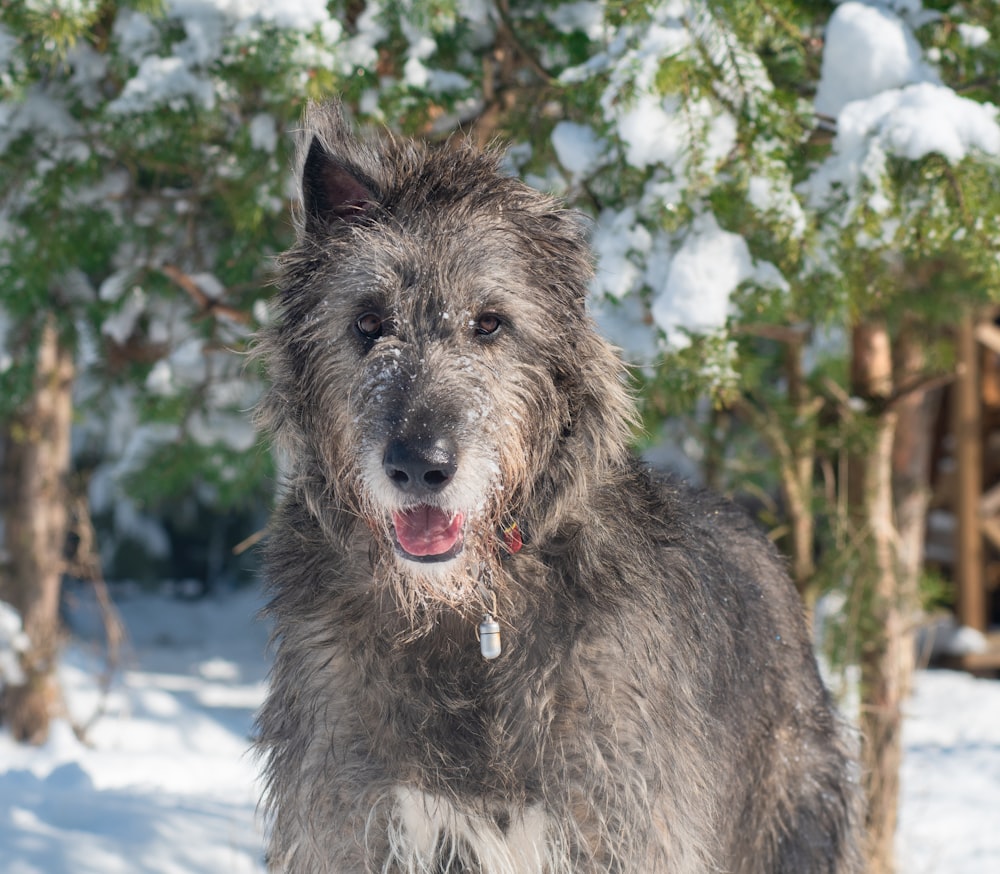 Un perro que está parado en la nieve