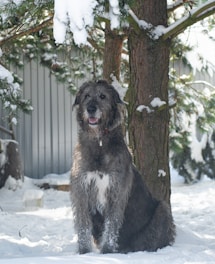 a dog sitting in the snow in front of a tree