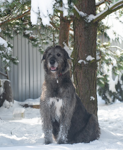 a dog sitting in the snow in front of a tree