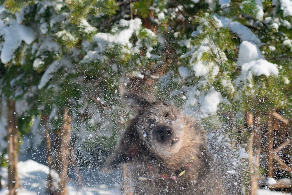 a bear in the snow near some trees