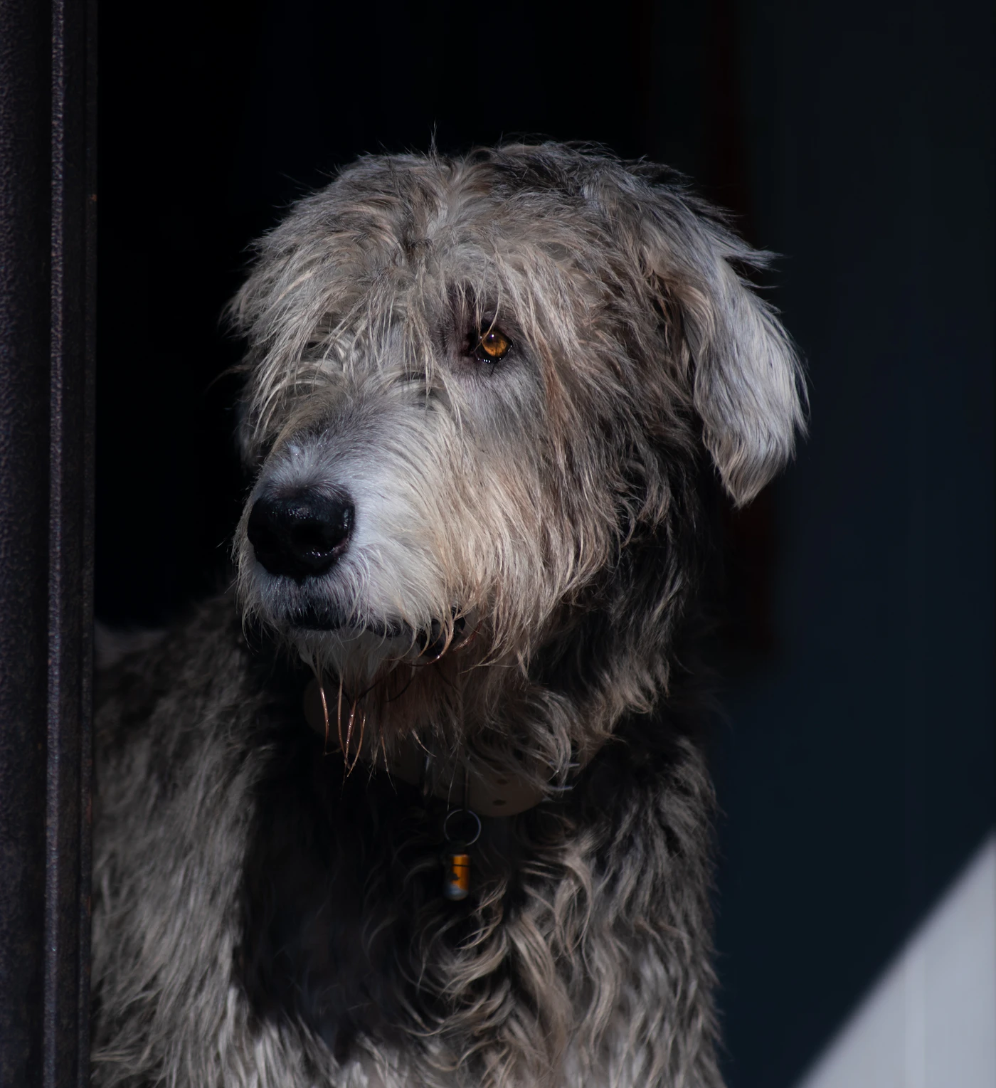 A close portrait of a dog resting its chin near a window and gazing outward in soft daylight