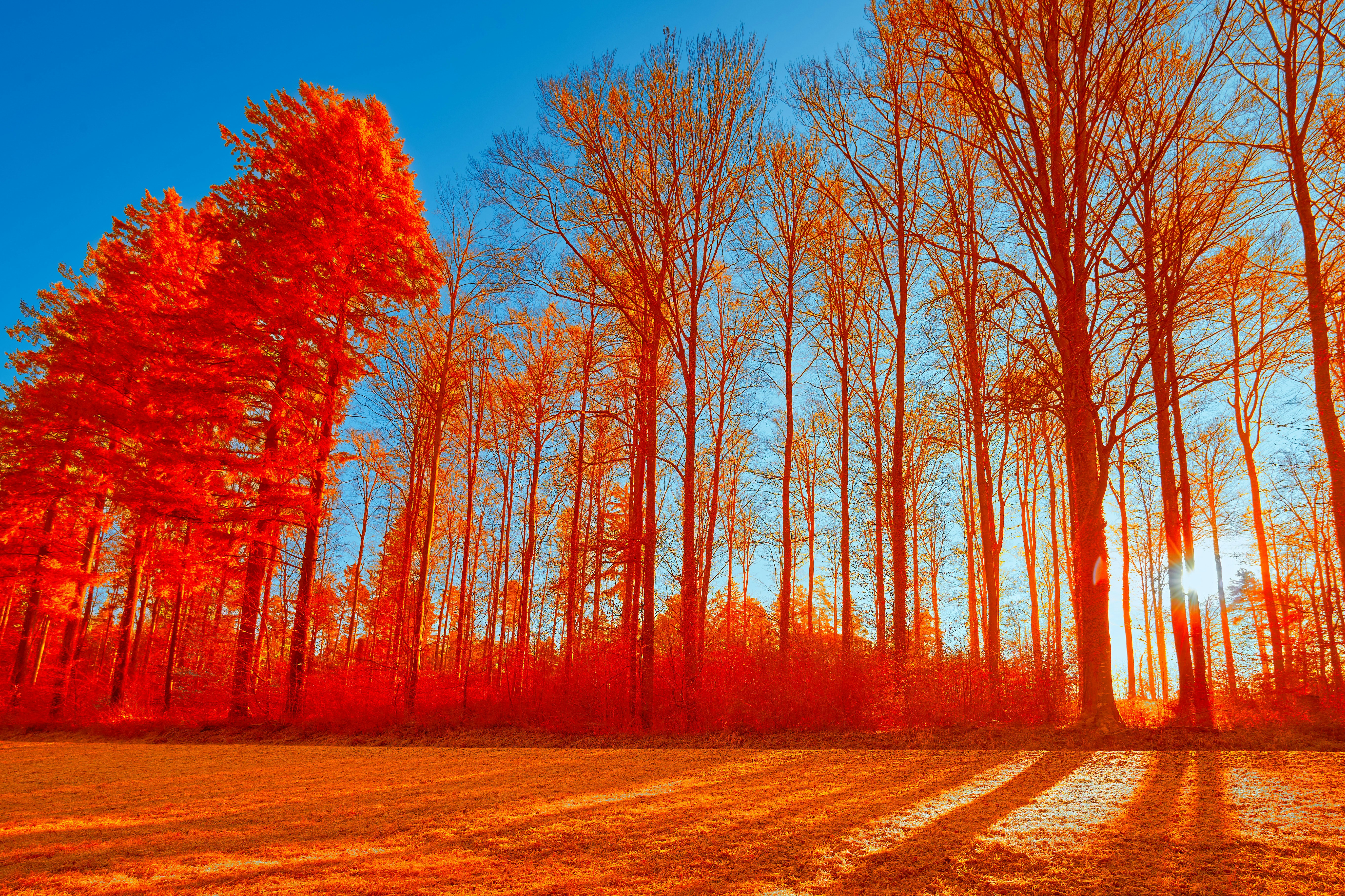 Photo by wolfgang_hasselmann