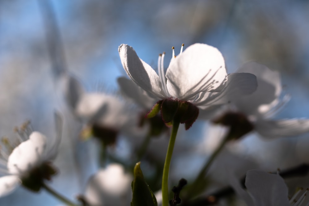 a close up of a white flower with a blue sky in the background