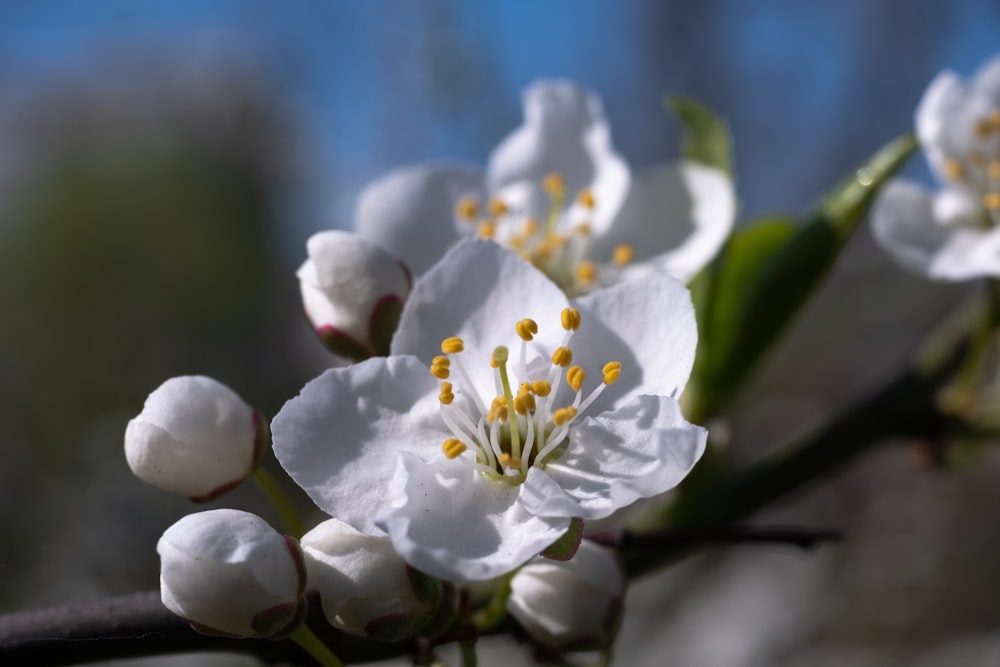 Un primo piano di alcuni fiori bianchi su un albero