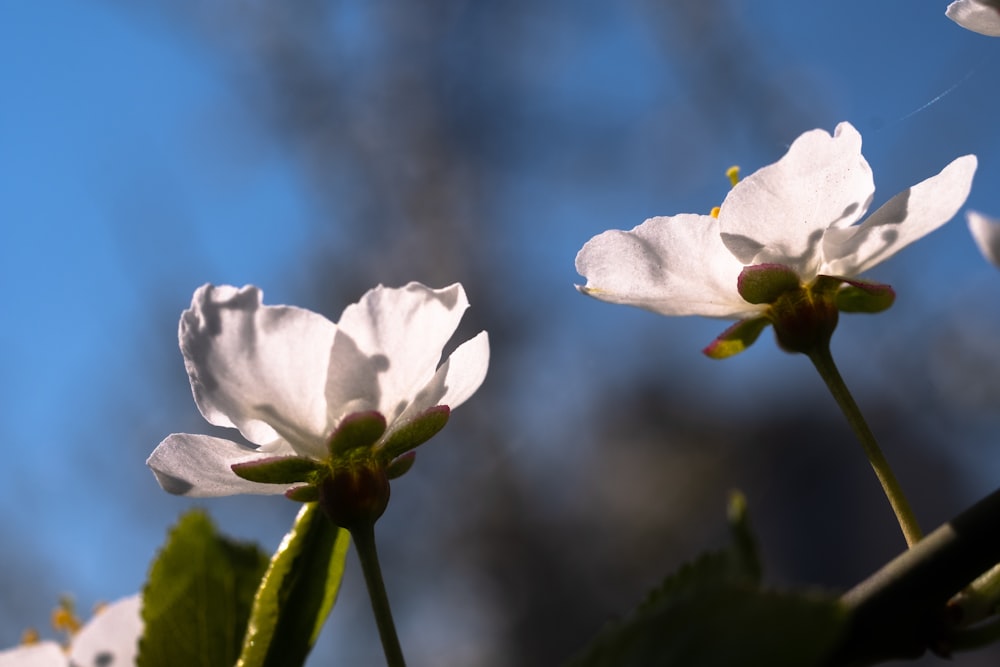 some white flowers are blooming on a sunny day