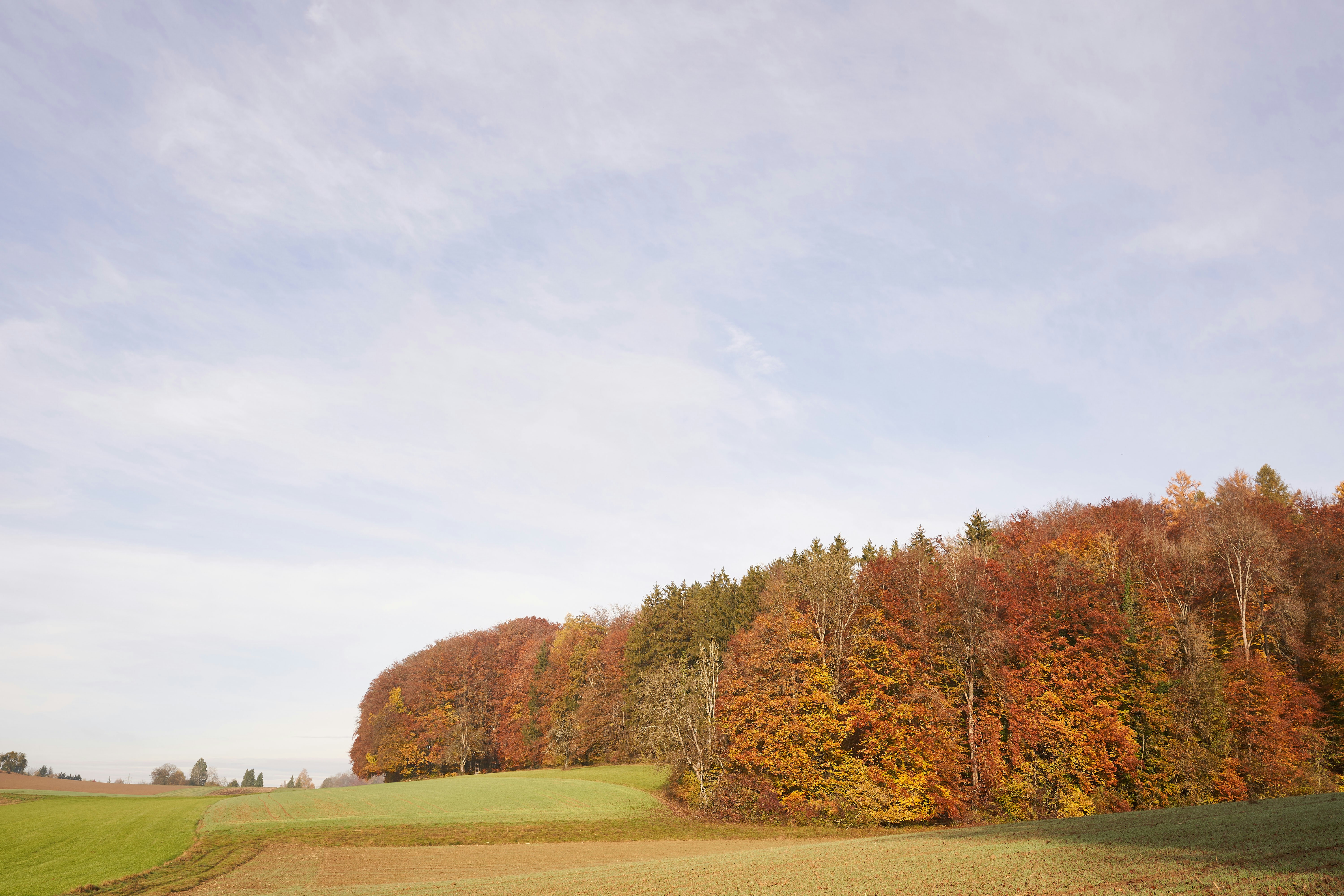 Photo by wolfgang_hasselmann