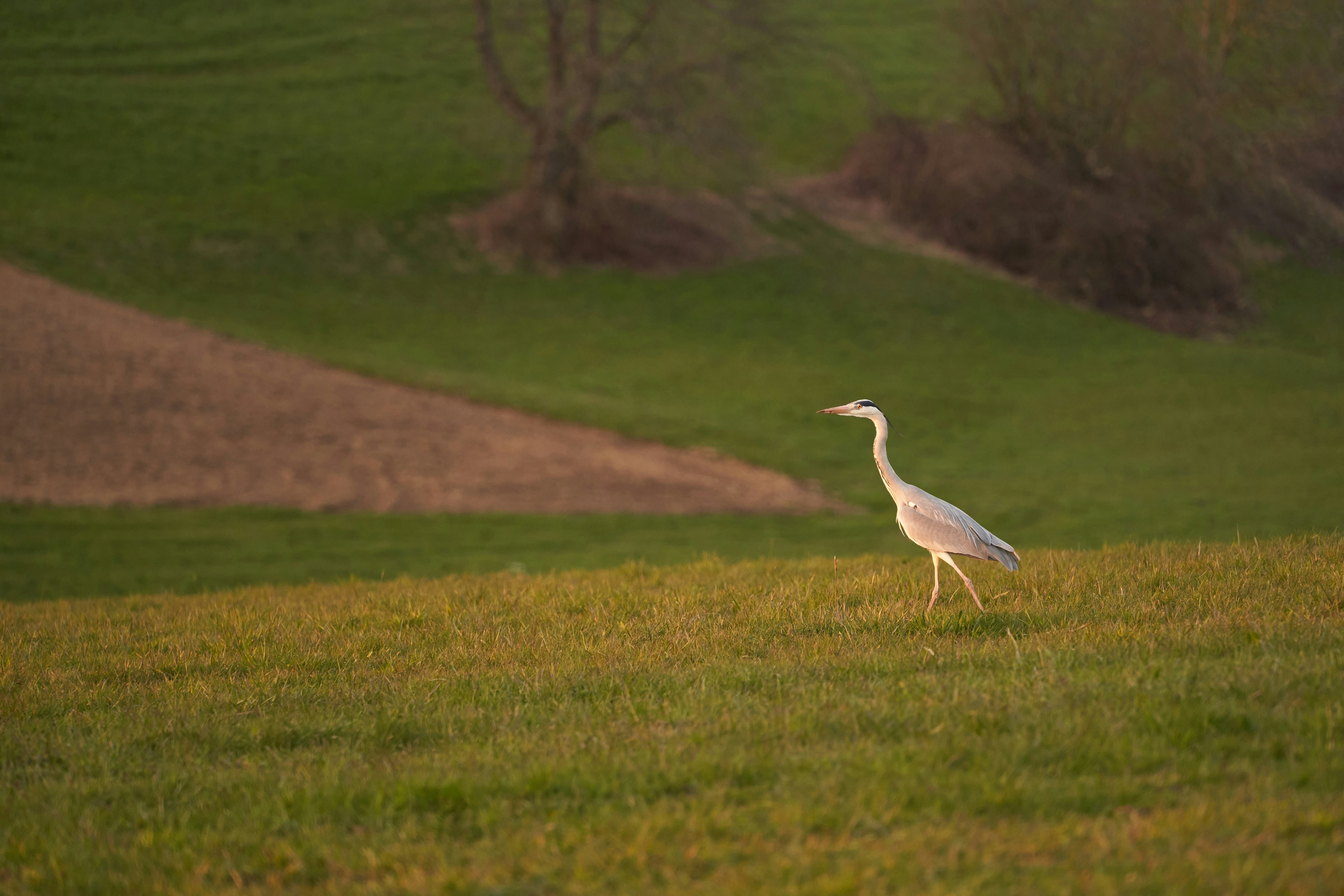 Photo by wolfgang_hasselmann