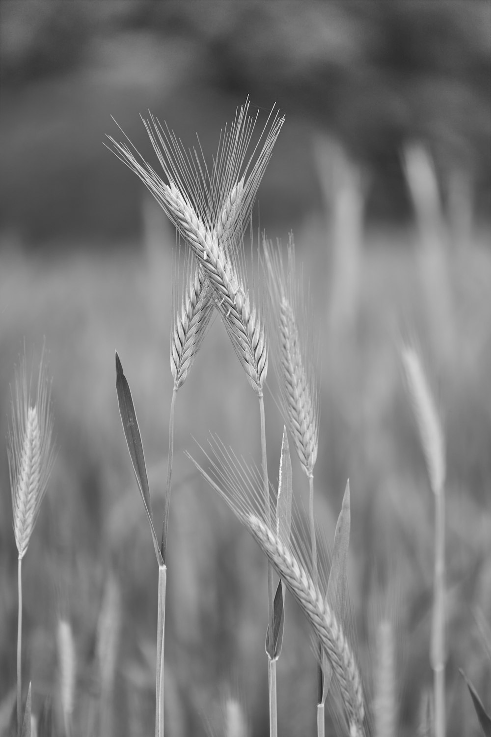 a black and white photo of a field of wheat
