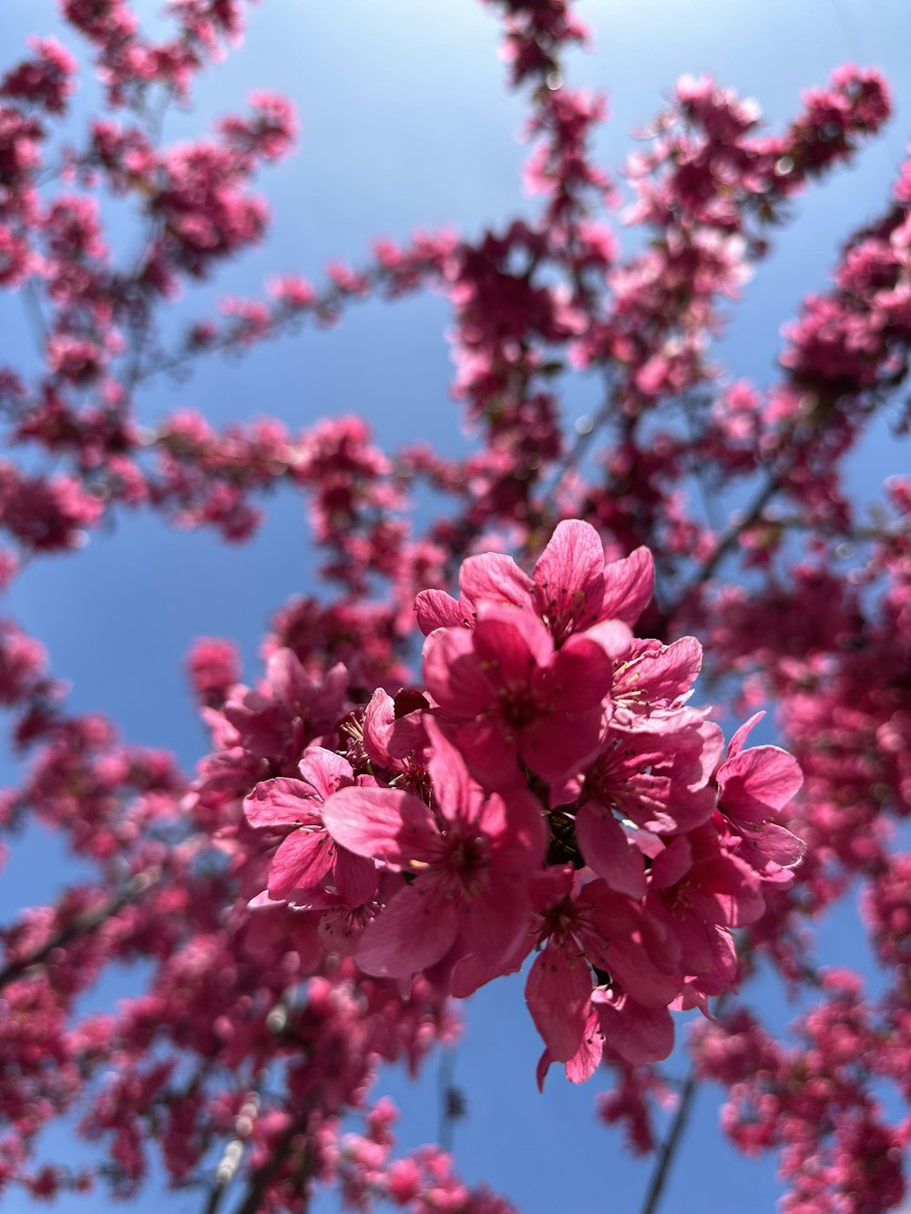 pink flowers are blooming on a sunny day