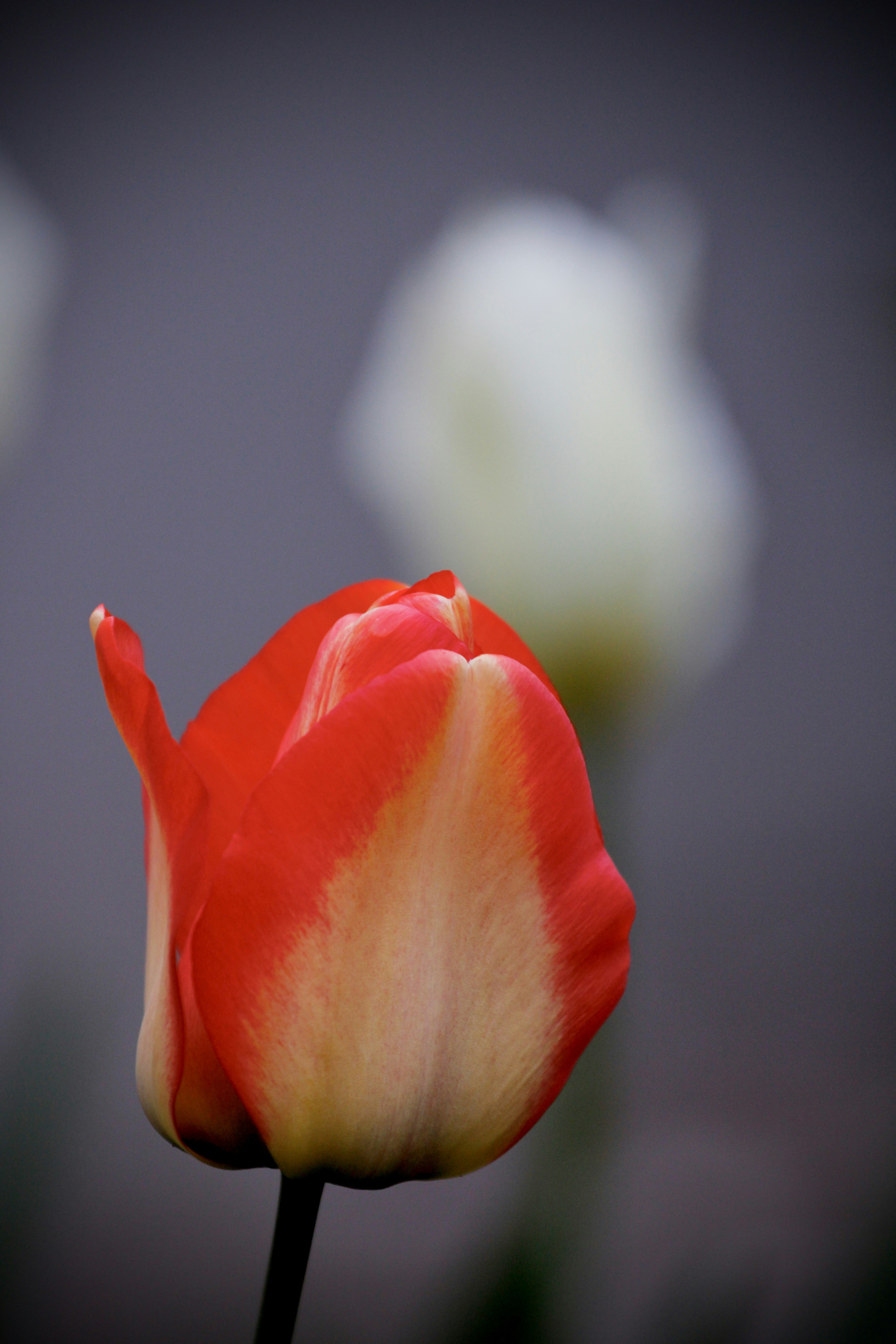 Photo by albertdavid6