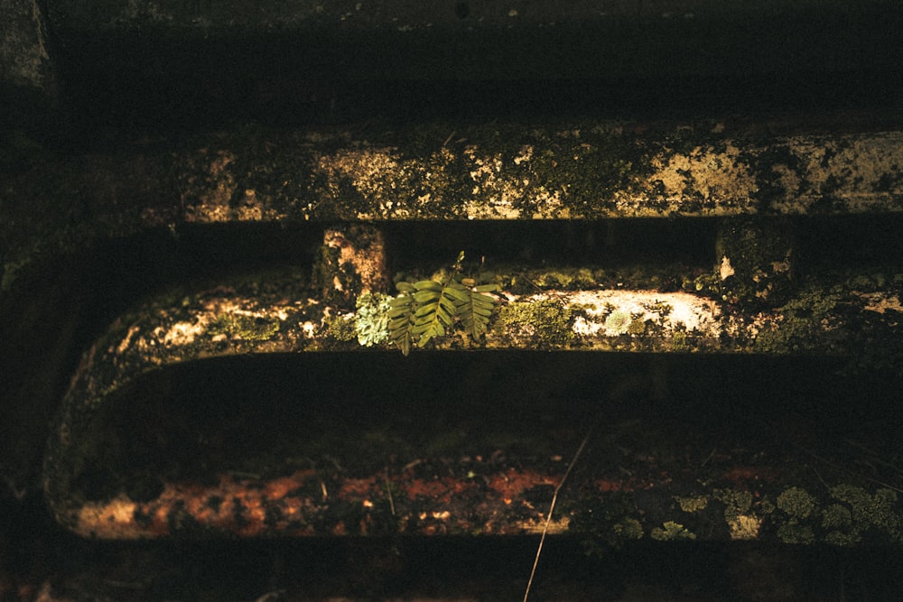 a rusted out car with a plant growing out of it