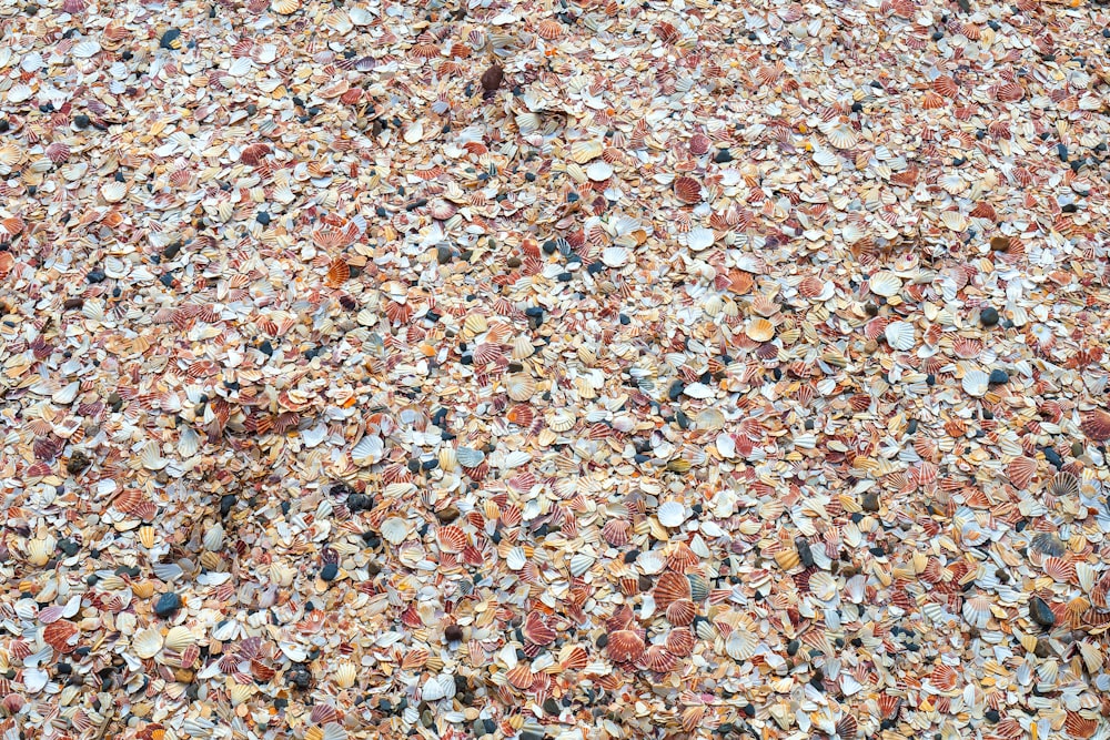 a large amount of shells on the ground