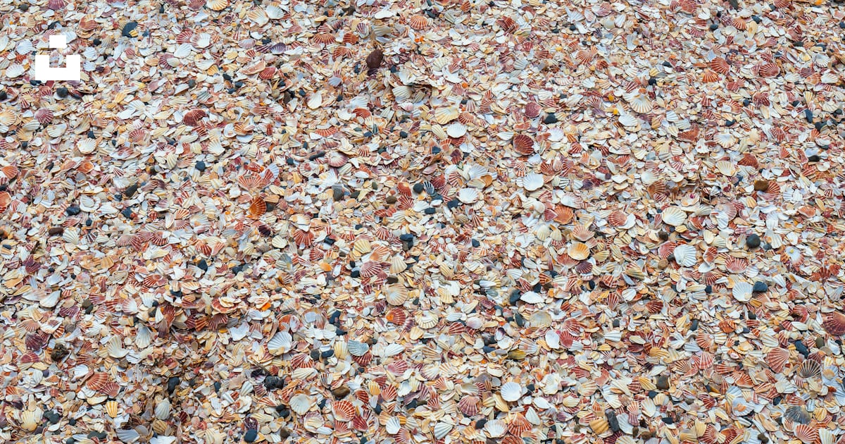 A large amount of shells on the ground photo – Free Beach Image on Unsplash
