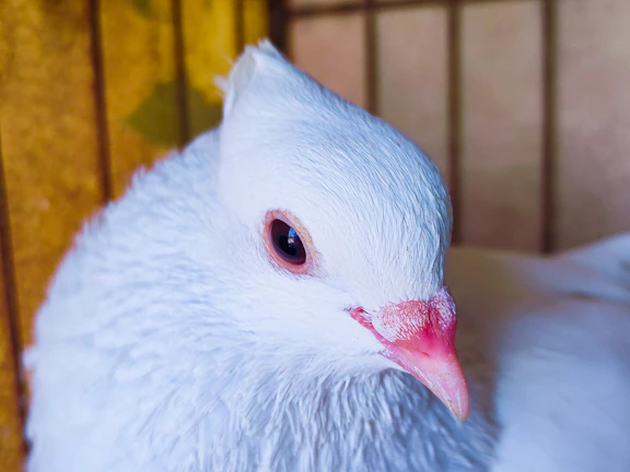 Close-up of a delicate watercolor pigeon portrait framed in rustic wood.