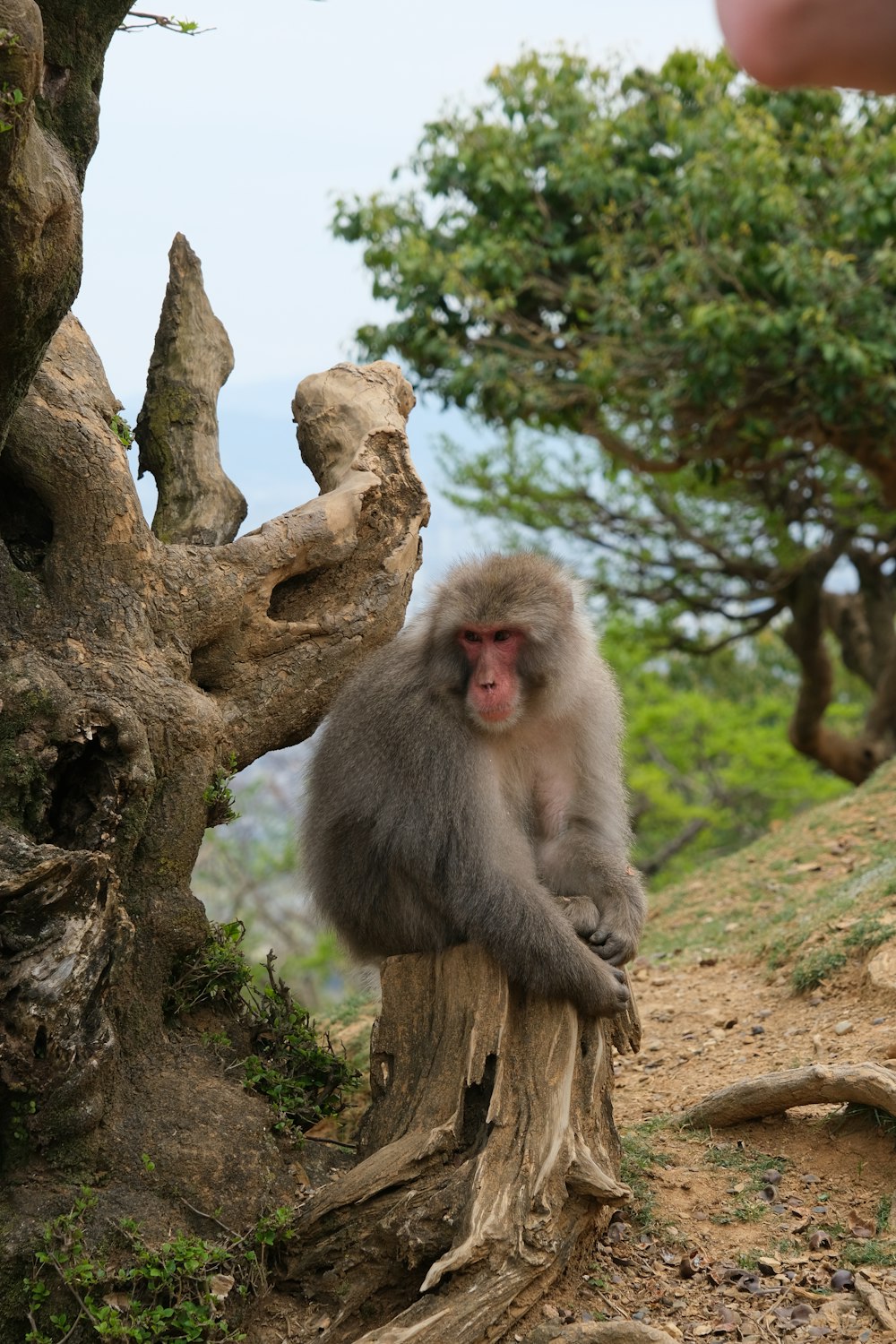 un singe assis sur une souche d’arbre